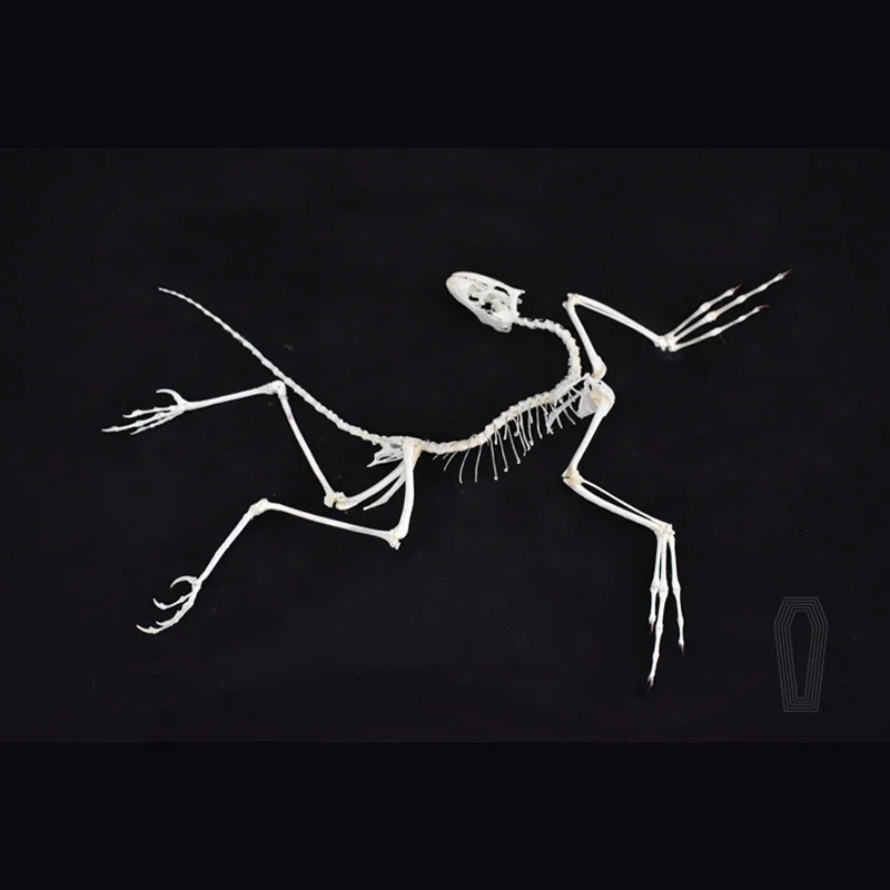 2120 Archaeopteryx Fossil Art  - Fossil Replica Display review and price